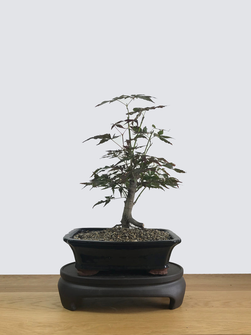 JAPANESE MAPLE (JM11022) - MiniGardens NZ