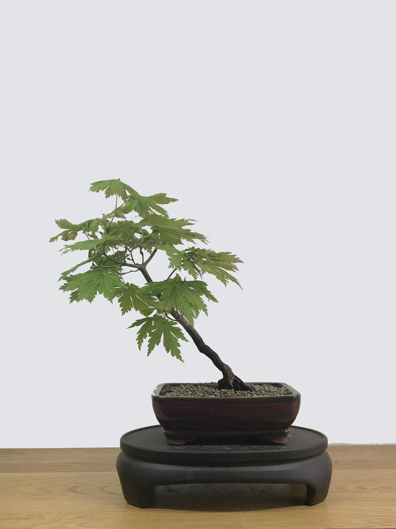 JAPANESE MAPLE (JM110244) - MiniGardens NZ
