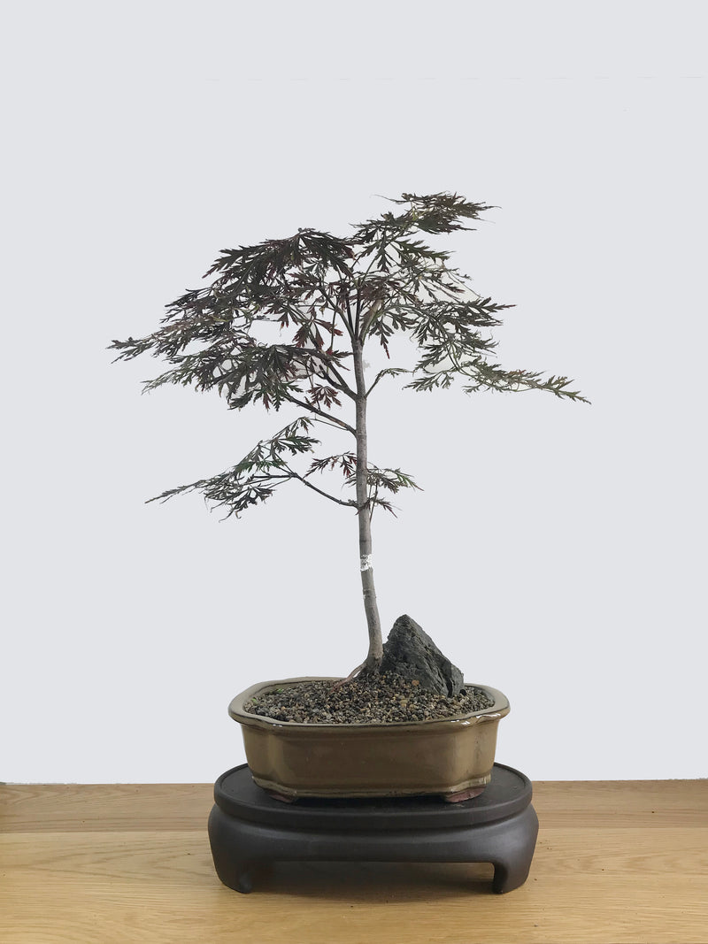 JAPANESE MAPLE (JM11026) - MiniGardens NZ