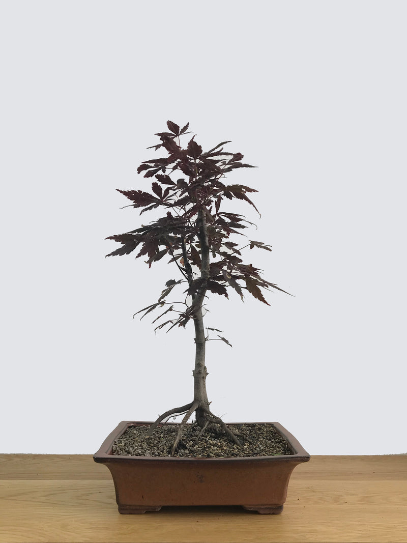 JAPANESE MAPLE (JM11027) - MiniGardens NZ