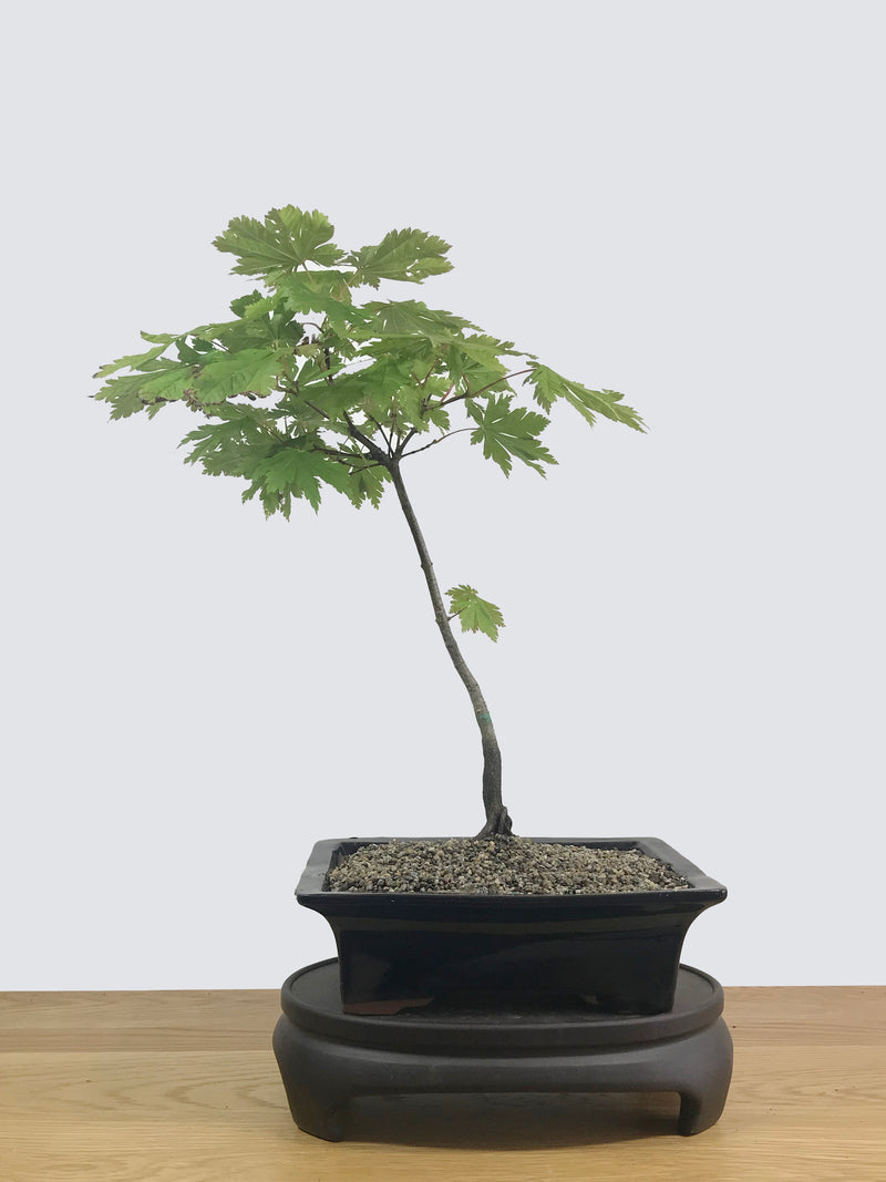 JAPANESE MAPLE (JM12002) - MiniGardens NZ