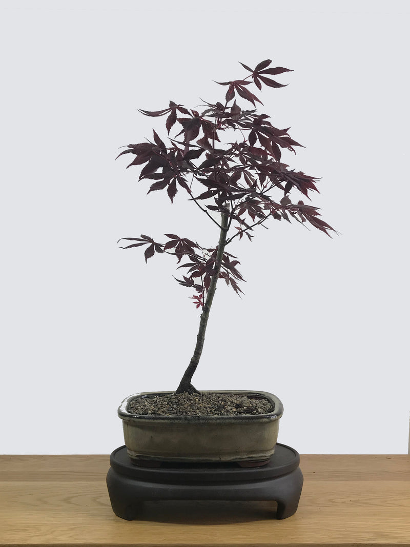 JAPANESE MAPLE (JM12003) - MiniGardens NZ