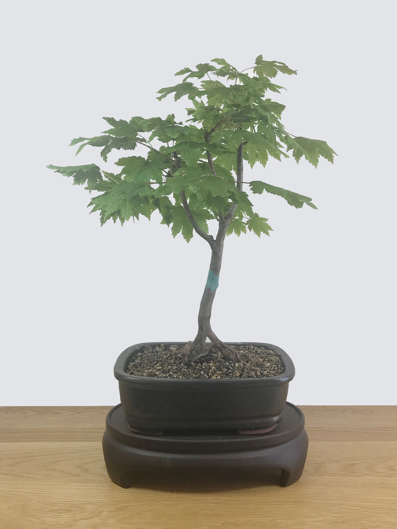 JAPANESE MAPLE (JM12006) - MiniGardens NZ