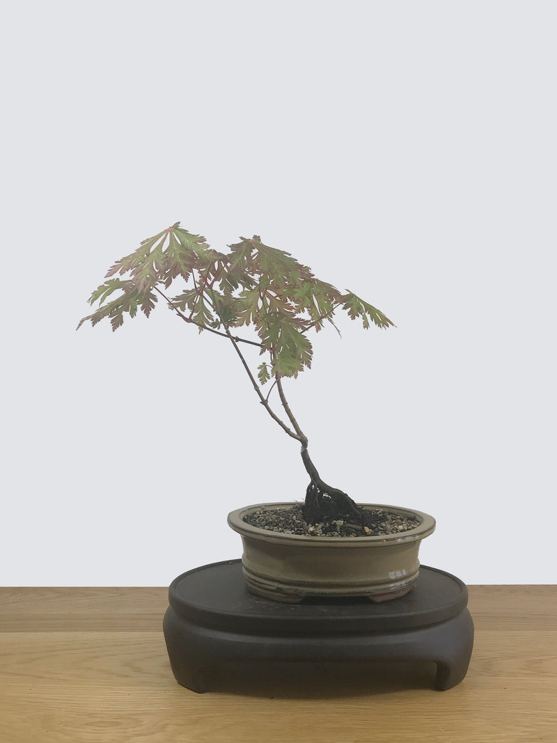 JAPANESE MAPLE (JM12007) - MiniGardens NZ