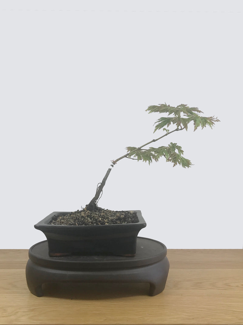 JAPANESE MAPLE (JM12008) - MiniGardens NZ