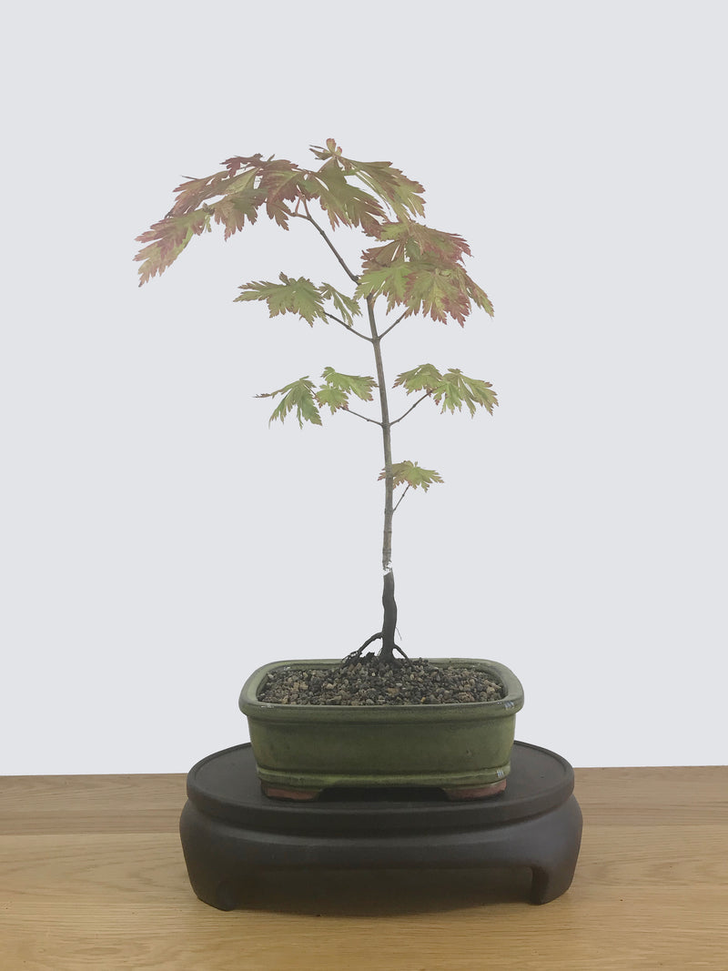 JAPANESE MAPLE (JM12009) - MiniGardens NZ