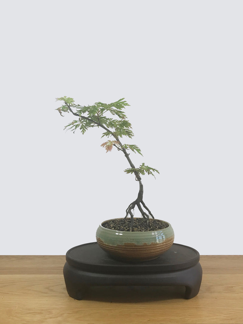 JAPANESE MAPLE (JM12010) - MiniGardens NZ