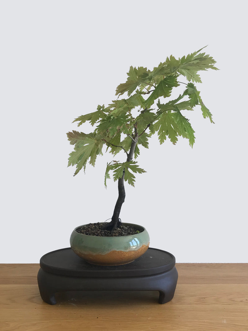 JAPANESE MAPLE (JM12012) - MiniGardens NZ