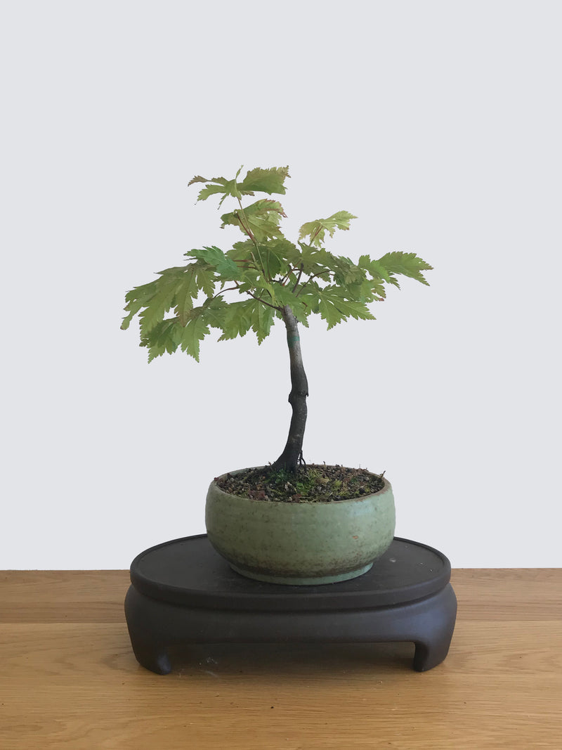 JAPANESE MAPLE (JM12013) - MiniGardens NZ