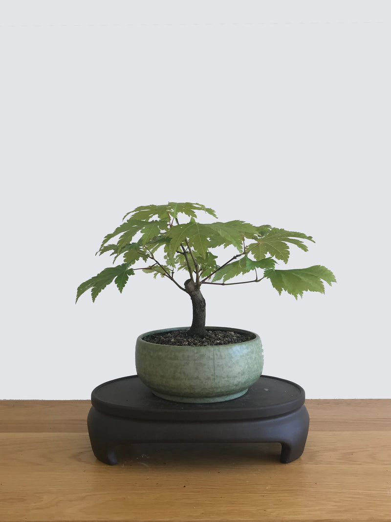 JAPANESE MAPLE (JM12014) - MiniGardens NZ