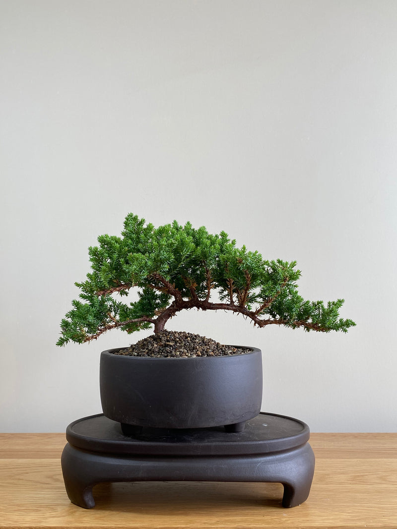 JAPANESE JUNIPER (JP01000) - MiniGardens NZ