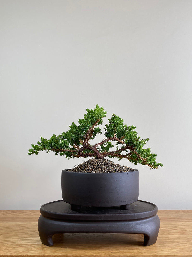 JAPANESE JUNIPER (JP01001) - MiniGardens NZ