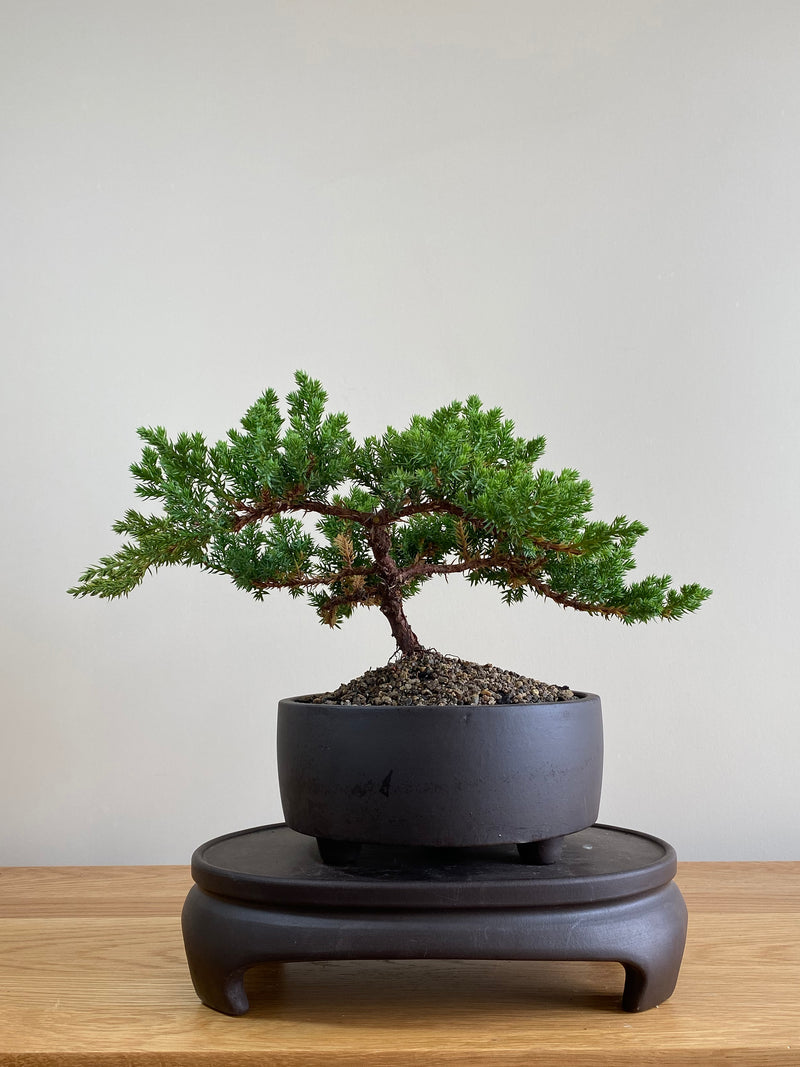 JAPANESE JUNIPER (JP01002) - MiniGardens NZ