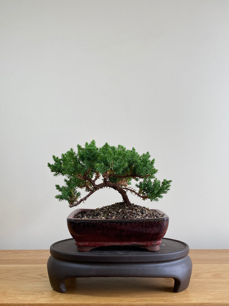 JAPANESE JUNIPER (JP01003) - MiniGardens NZ