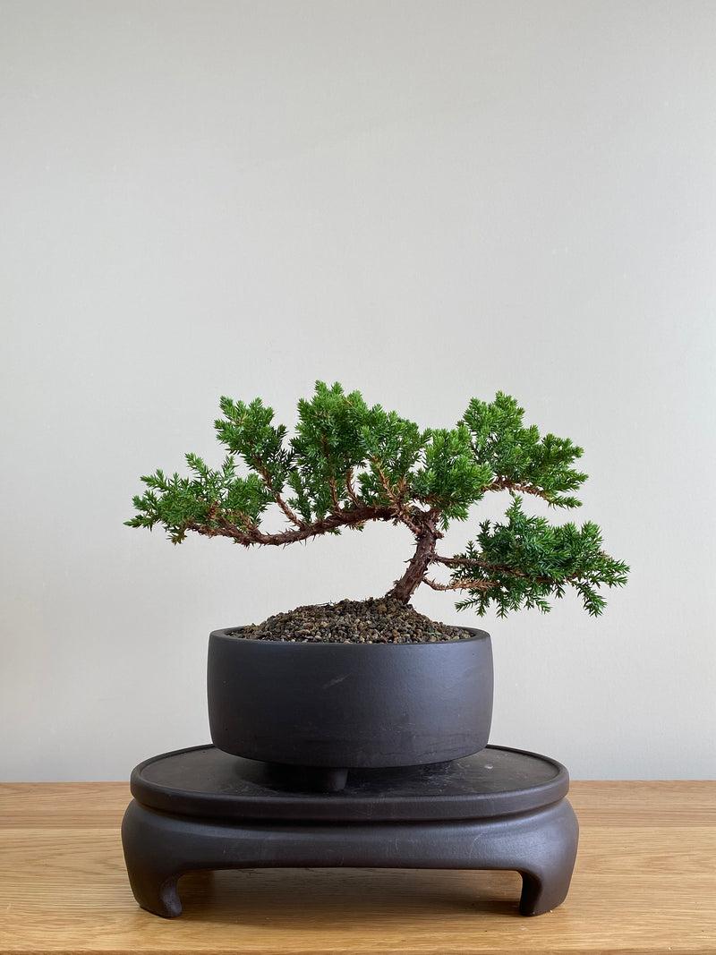 JAPANESE JUNIPER (JP01004) - MiniGardens NZ