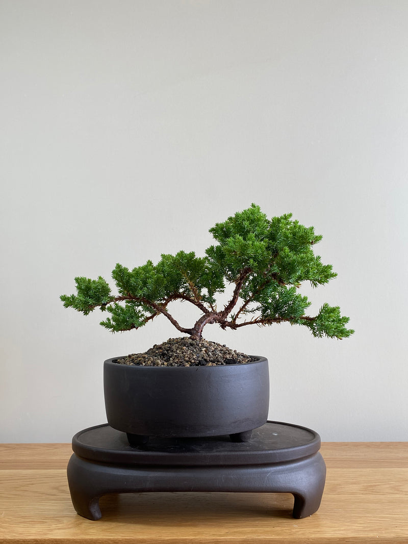 JAPANESE JUNIPER (JP01006) - MiniGardens NZ