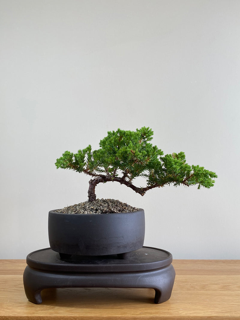 JAPANESE JUNIPER (JP01007) - MiniGardens NZ