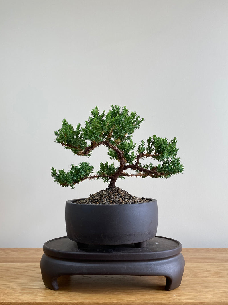 JAPANESE JUNIPER (JP01008) - MiniGardens NZ