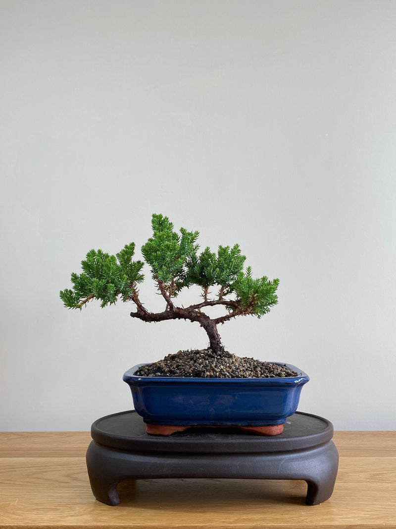 JAPANESE JUNIPER (JP01009) - MiniGardens NZ