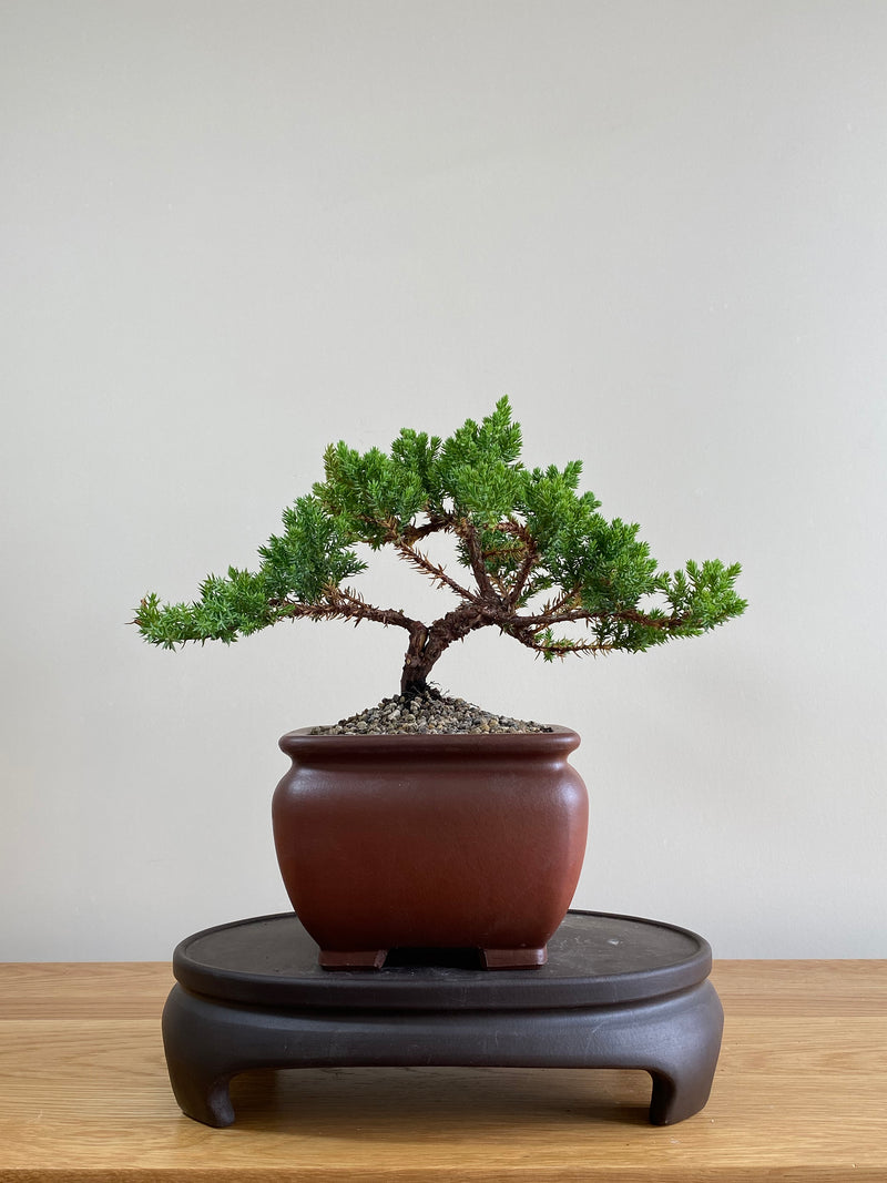 JAPANESE JUNIPER (JP01011) - MiniGardens NZ