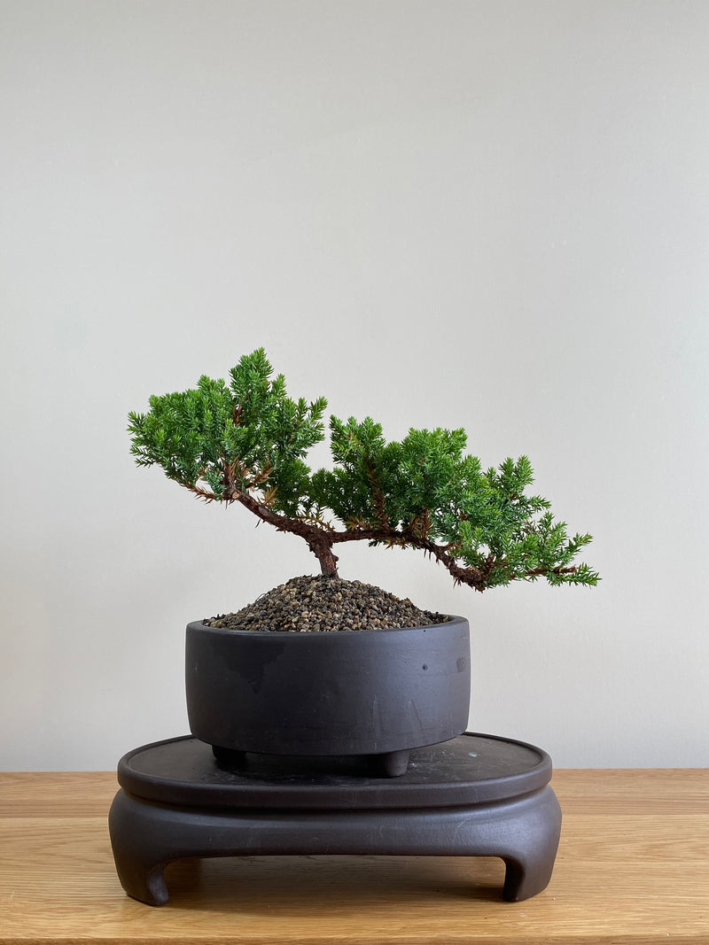 JAPANESE JUNIPER (JP01012) - MiniGardens NZ