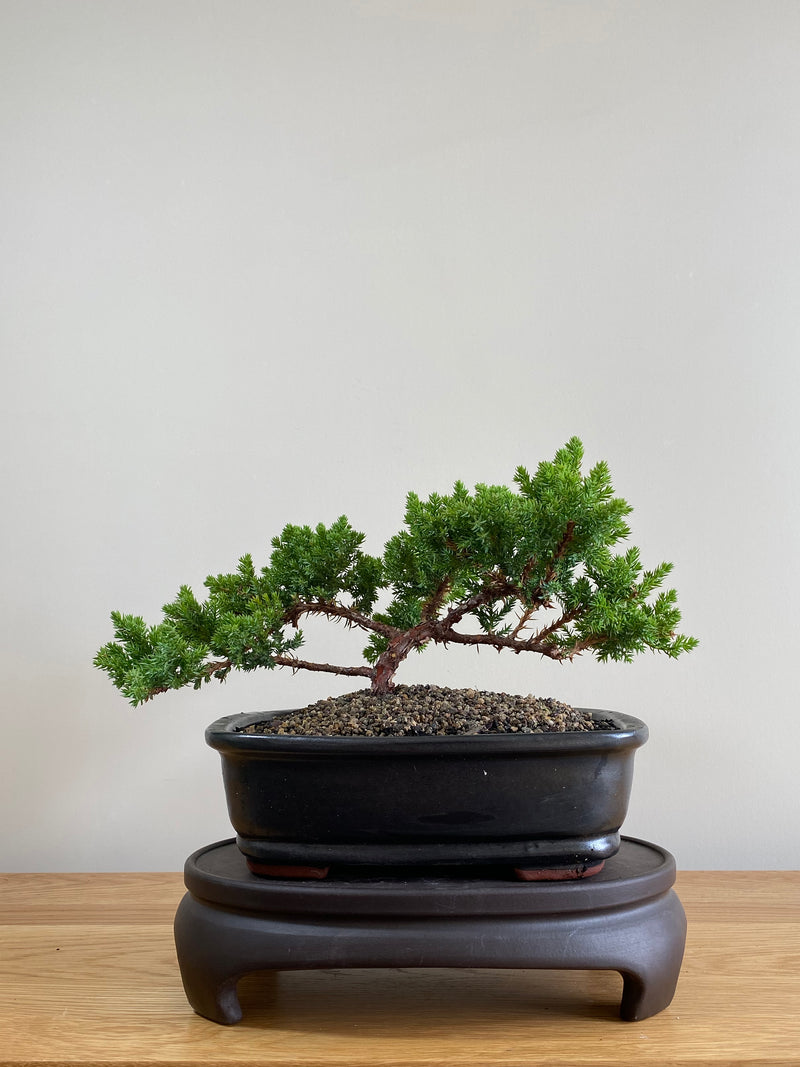 JAPANESE JUNIPER (JP01014) - MiniGardens NZ