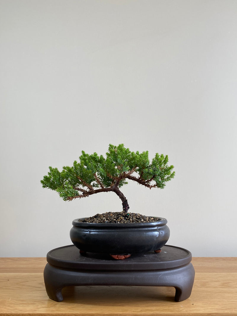 JAPANESE JUNIPER (JP01016) - MiniGardens NZ