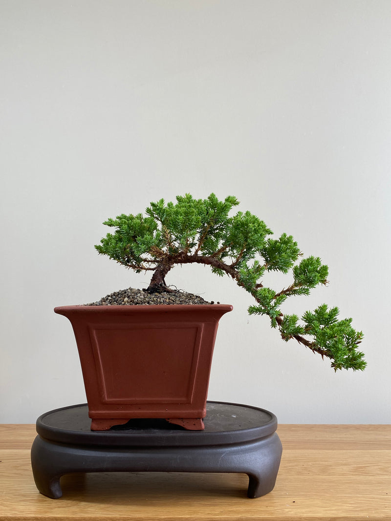 JAPANESE JUNIPER (JP01017) - MiniGardens NZ