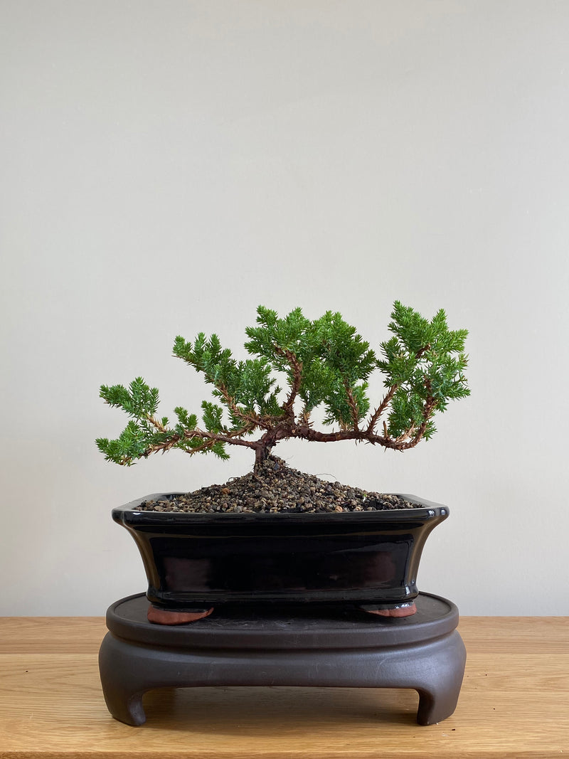 JAPANESE JUNIPER (JP01018) - MiniGardens NZ
