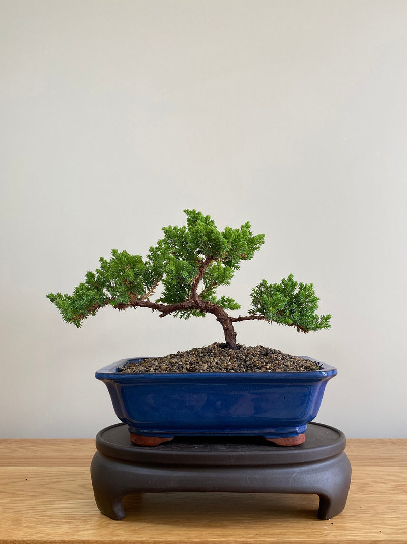 JAPANESE JUNIPER (JP01019) - MiniGardens NZ