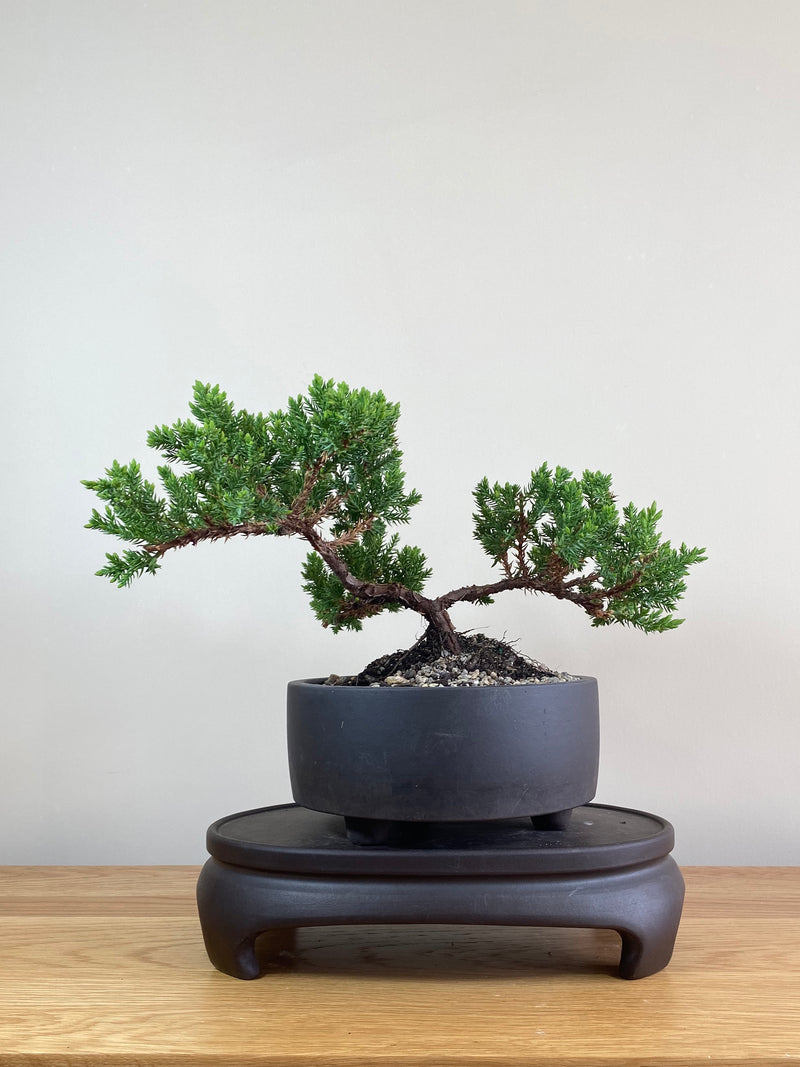 JAPANESE JUNIPER (JP02002) - MiniGardens NZ
