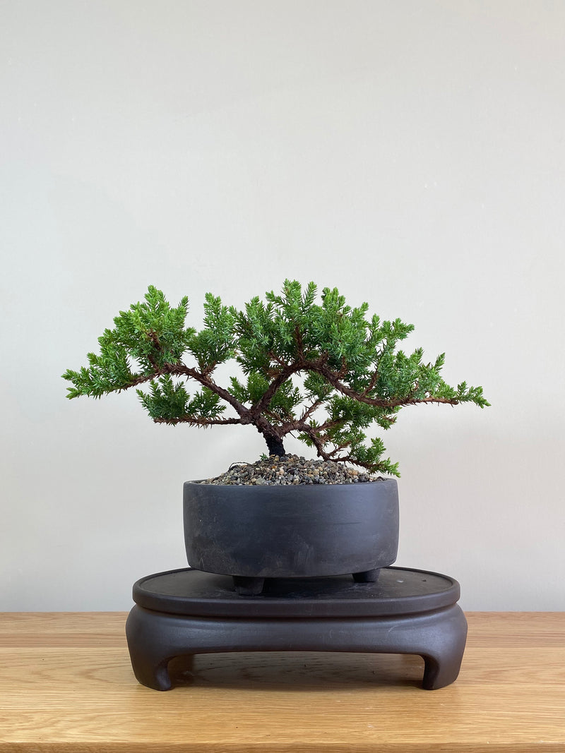 JAPANESE JUNIPER (JP02003) - MiniGardens NZ