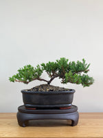 JAPANESE JUNIPER (JP02004) - MiniGardens NZ