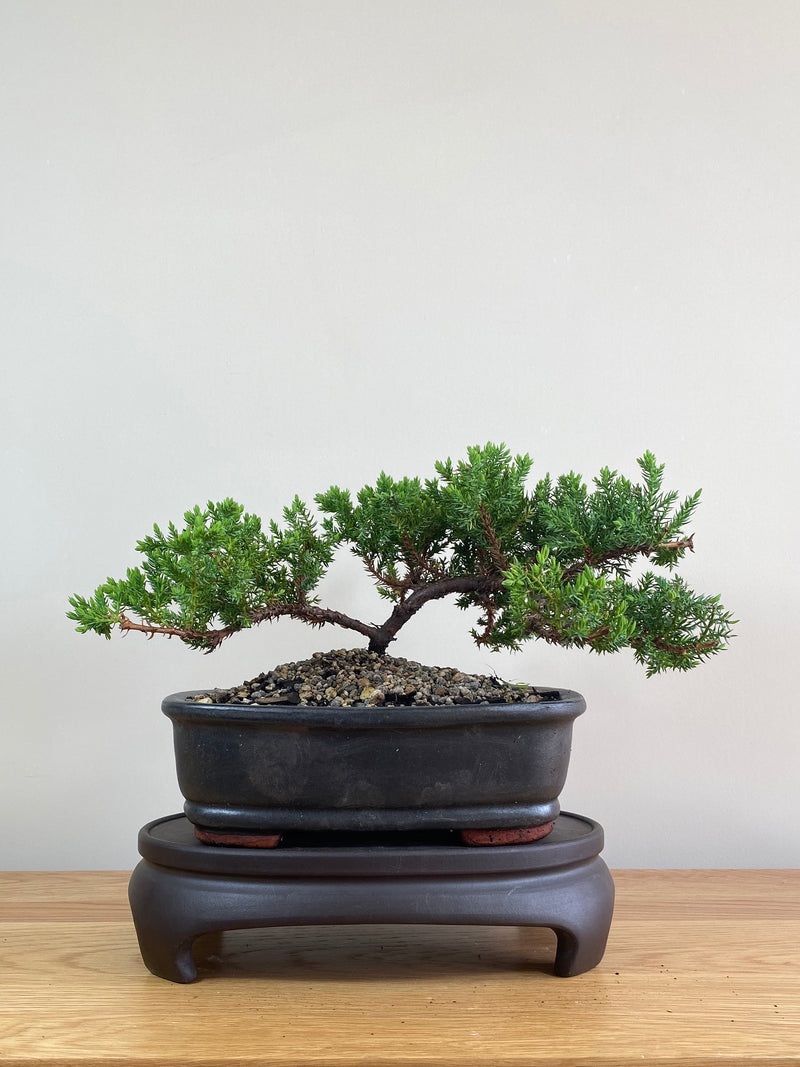JAPANESE JUNIPER (JP02004) - MiniGardens NZ