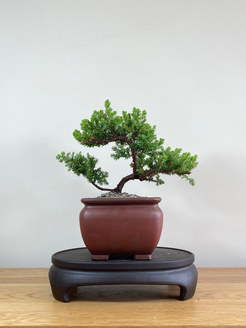 JAPANESE JUNIPER (JP02005) - MiniGardens NZ