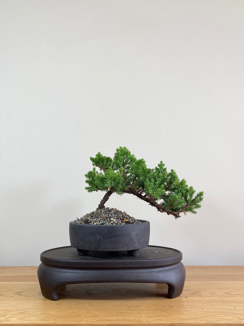 JAPANESE JUNIPER (JP02006) - MiniGardens NZ