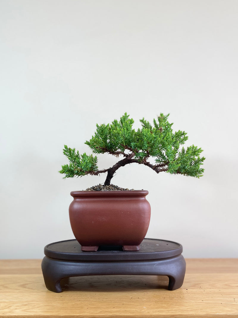 JAPANESE JUNIPER (JP02007) - MiniGardens NZ
