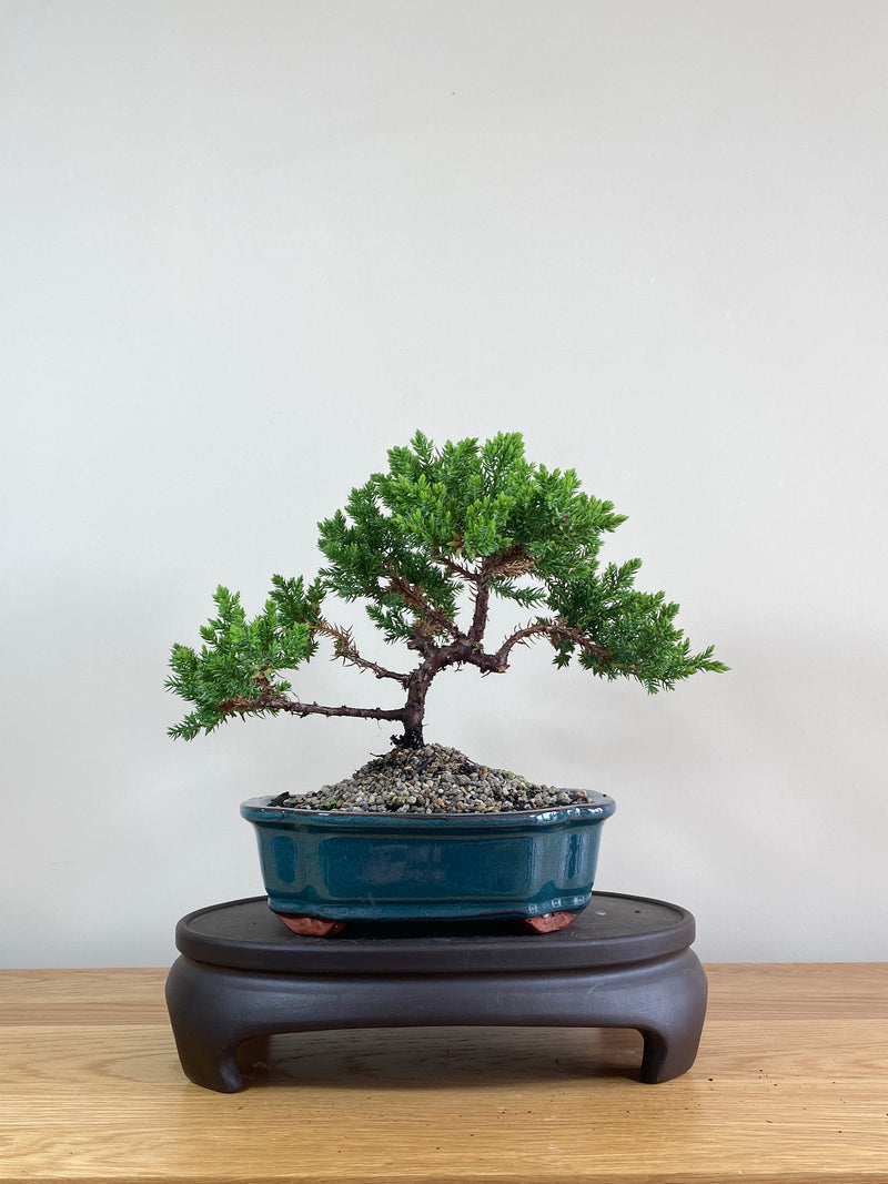 JAPANESE JUNIPER (JP02008) - MiniGardens NZ