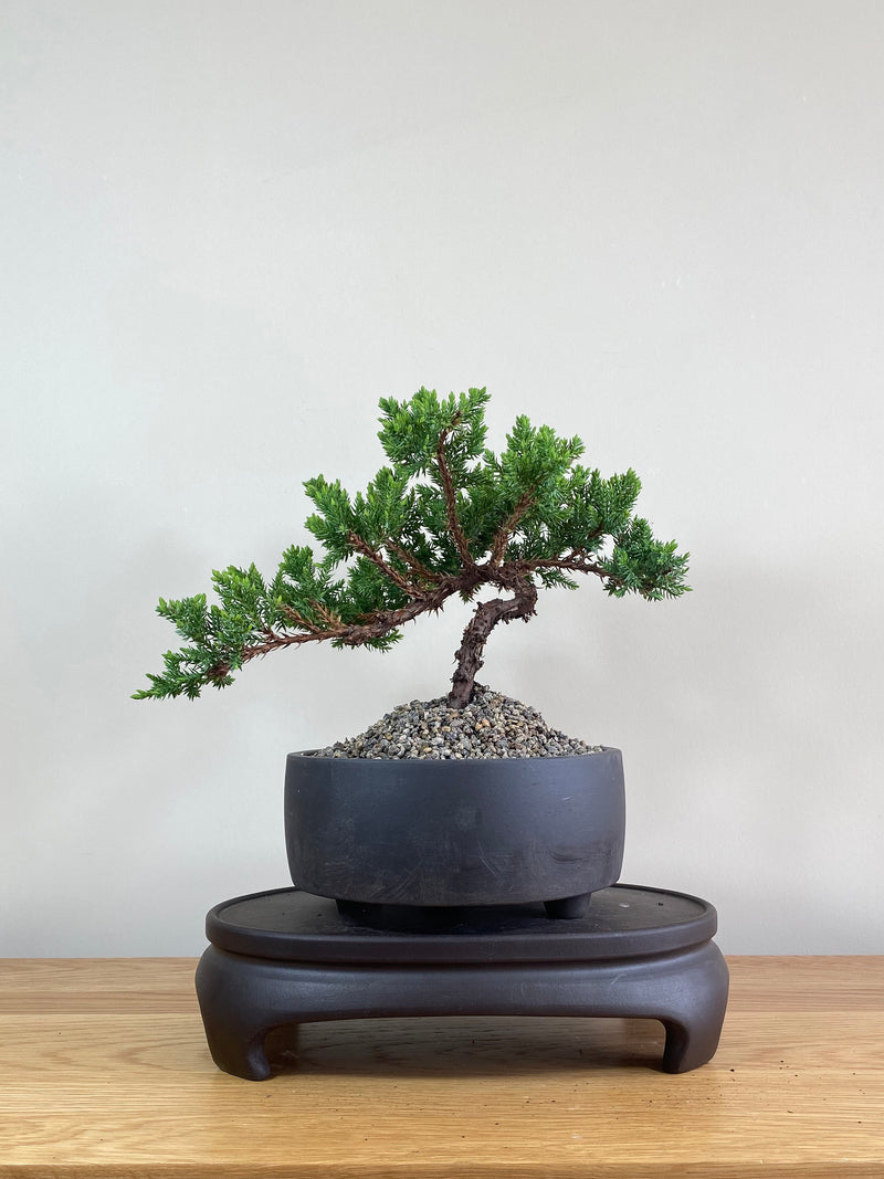 JAPANESE JUNIPER (JP02009) - MiniGardens NZ