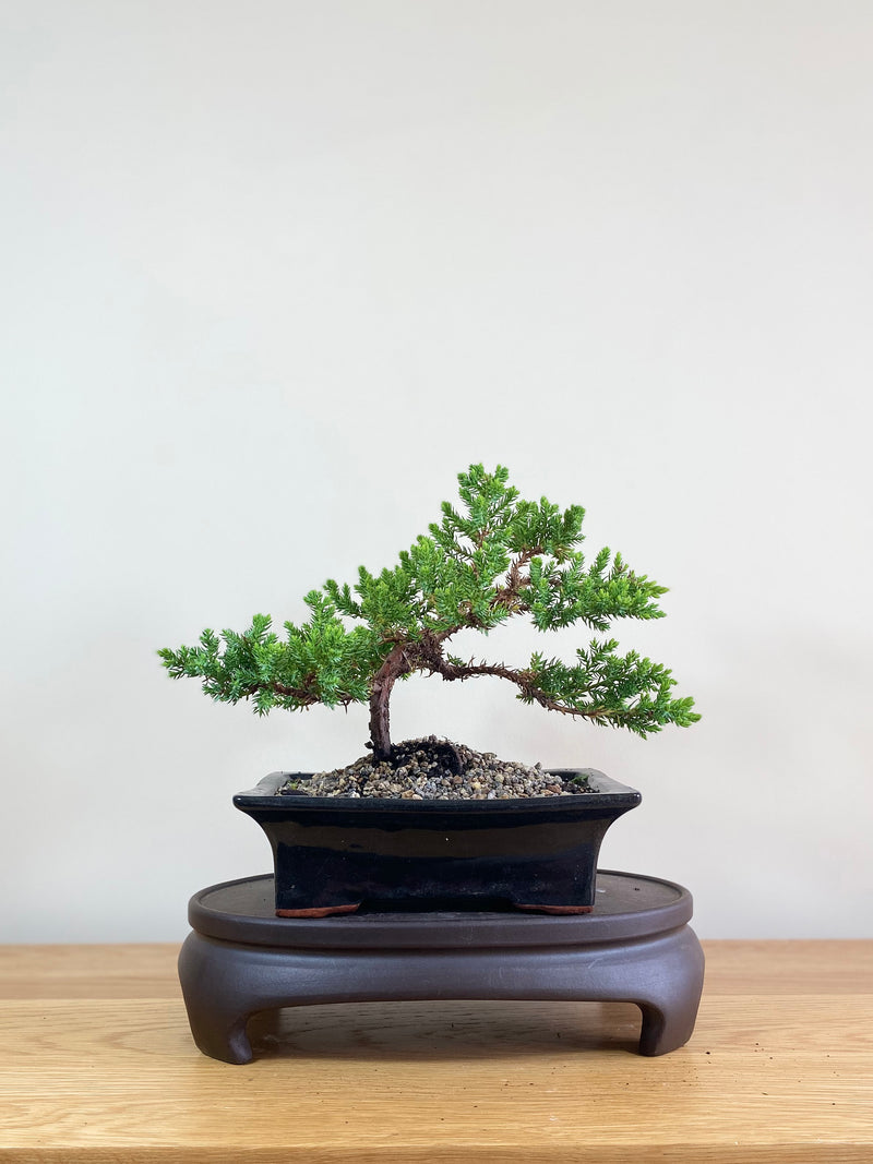 JAPANESE JUNIPER (JP02010) - MiniGardens NZ