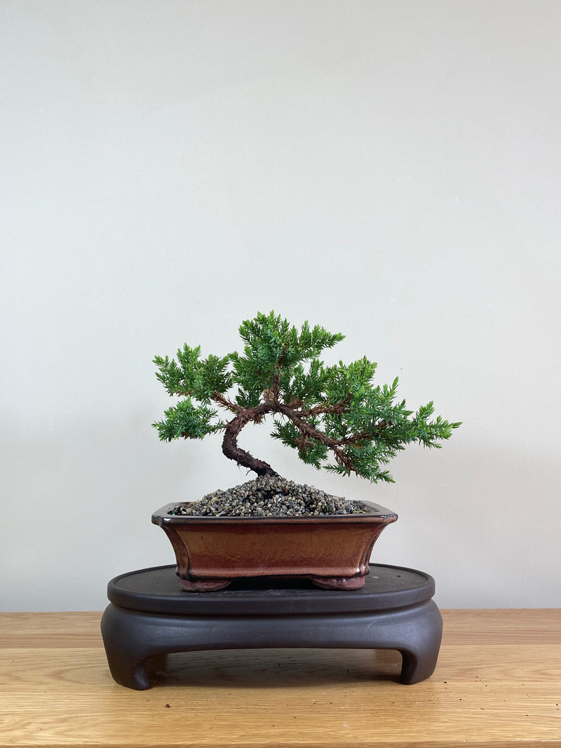 JAPANESE JUNIPER (JP02011) - MiniGardens NZ