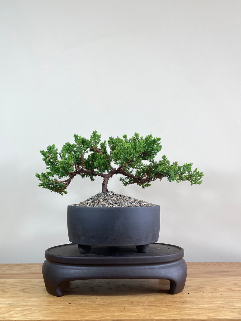 JAPANESE JUNIPER (JP02012) - MiniGardens NZ