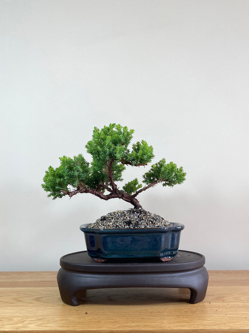 JAPANESE JUNIPER (JP02013) - MiniGardens NZ