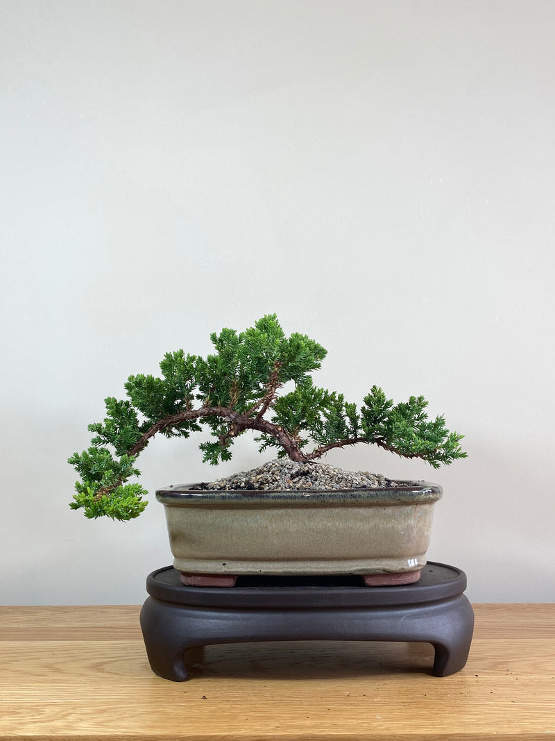 JAPANESE JUNIPER (JP02014) - MiniGardens NZ