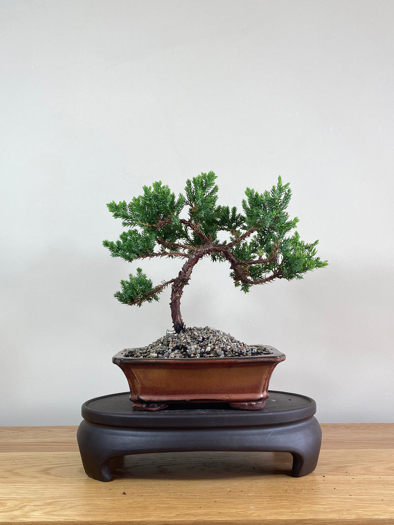 JAPANESE JUNIPER (JP02015) - MiniGardens NZ