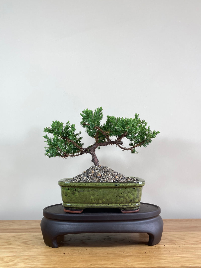 JAPANESE JUNIPER (JP02016) - MiniGardens NZ
