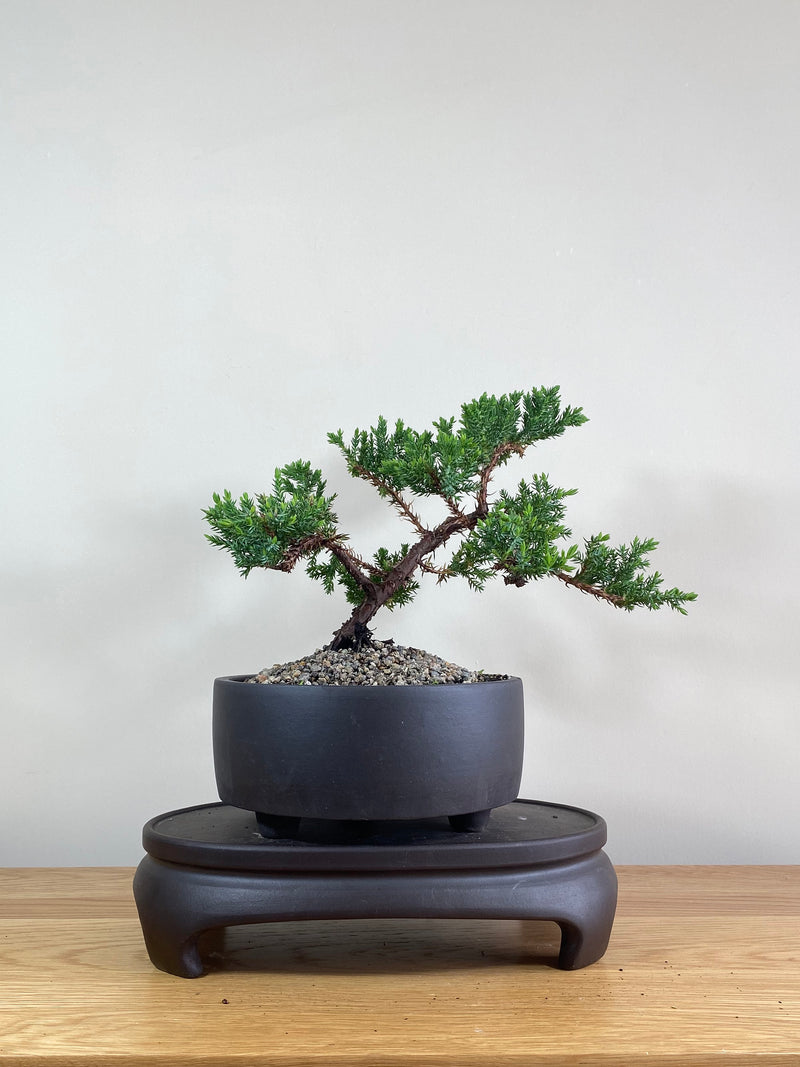 JAPANESE JUNIPER (JP02017) - MiniGardens NZ