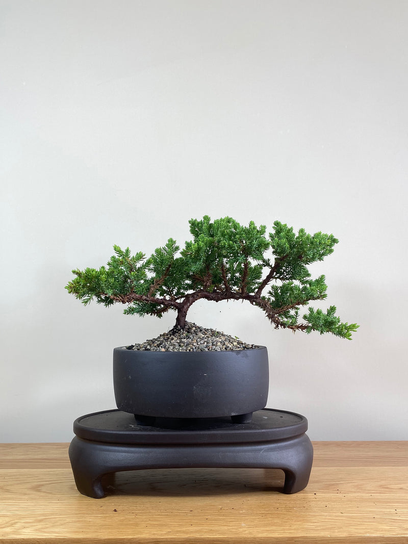 JAPANESE JUNIPER (JP02019) - MiniGardens NZ
