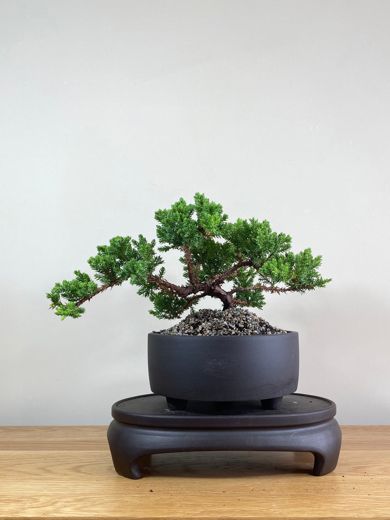 JAPANESE JUNIPER (JP02020) - MiniGardens NZ