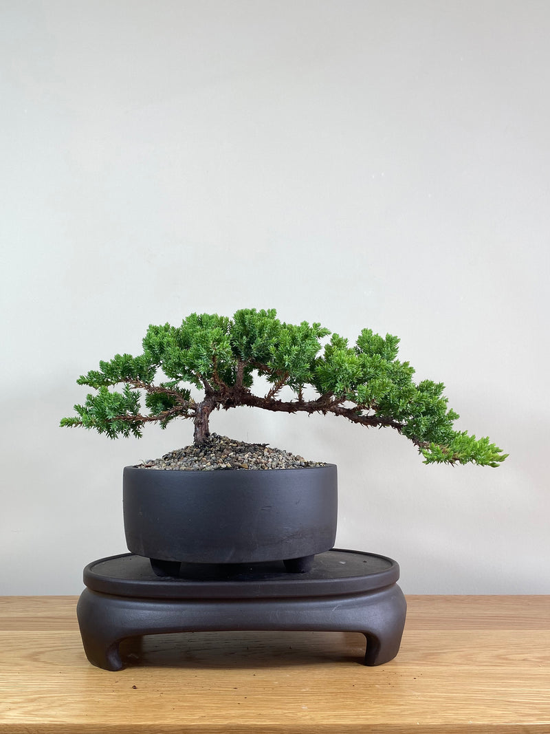 JAPANESE JUNIPER (JP02021) - MiniGardens NZ